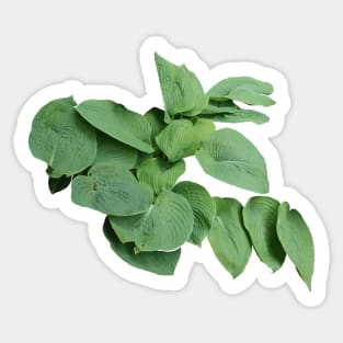 Blue Mammoth Big Leaves Sticker